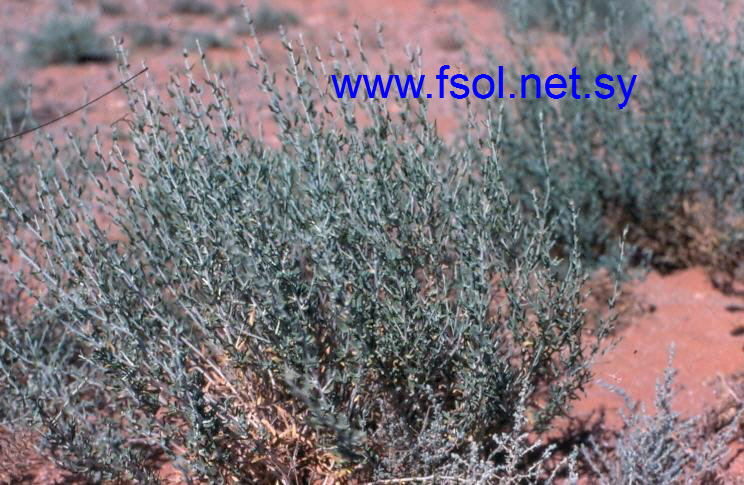 Achillea fragrantissima (Forsk) Sch. Bip.